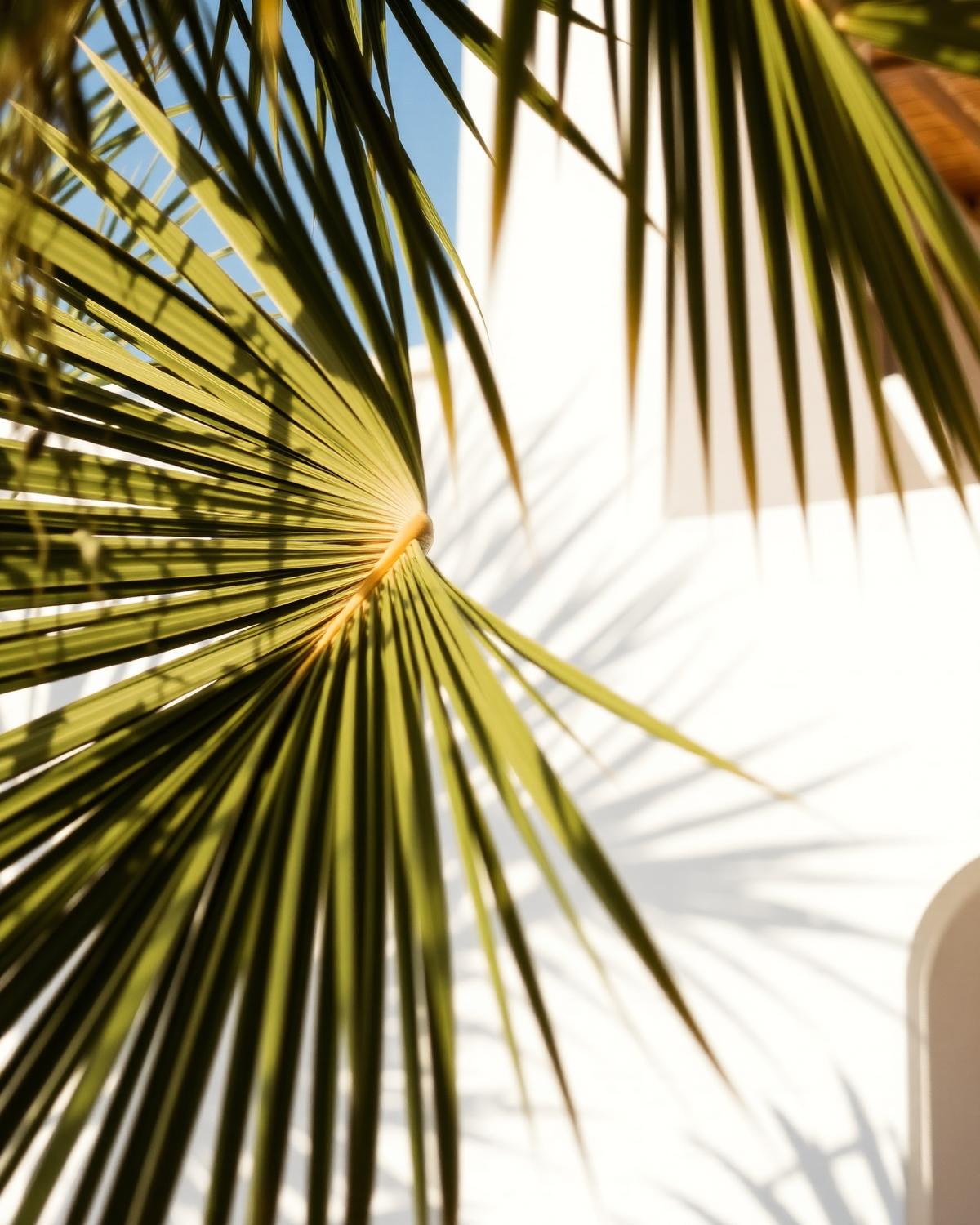 Palm shadows on white villa wall